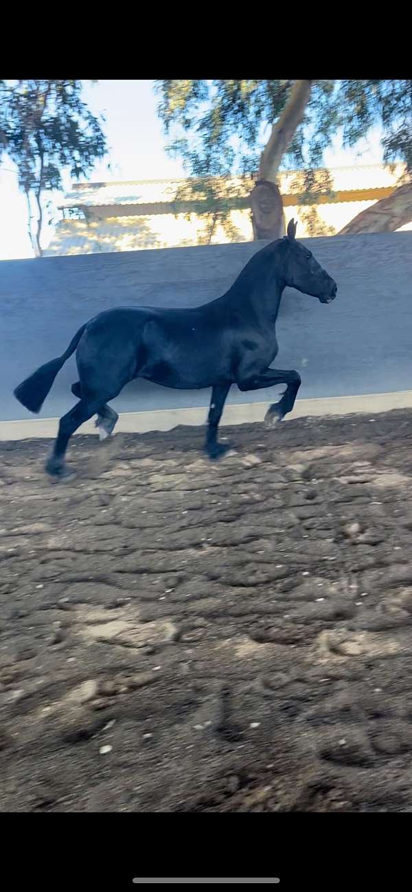 friesian-horse-for-sale