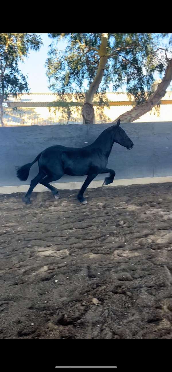 friesian-horse