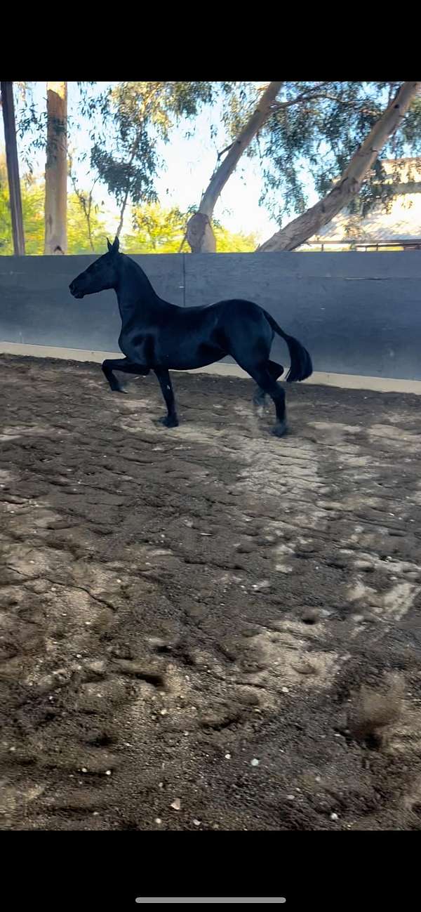 filly