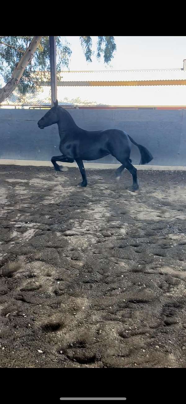 friesian
