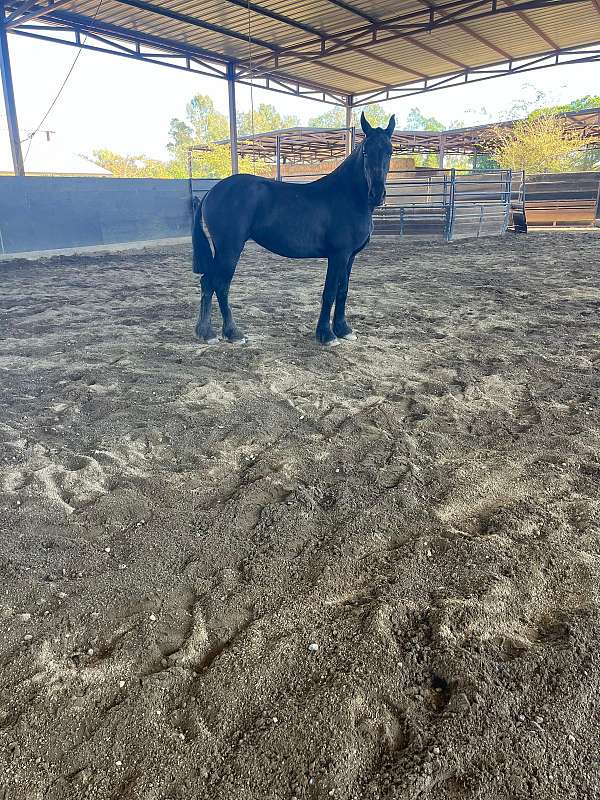 job-filly