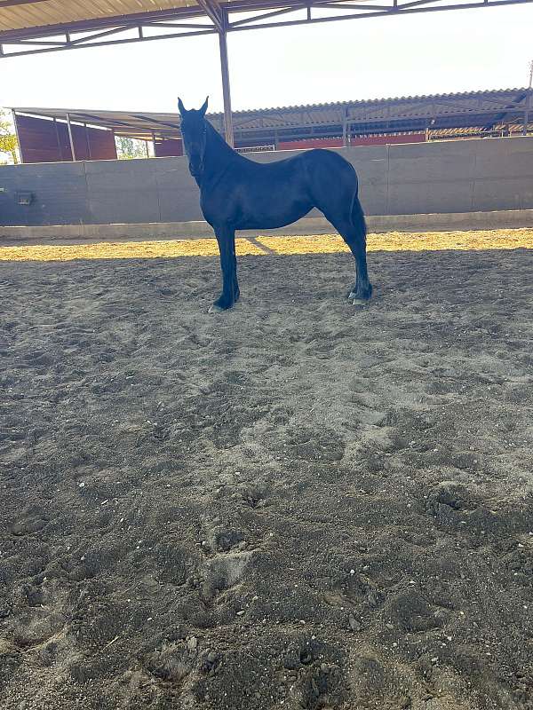 action-friesian-horse