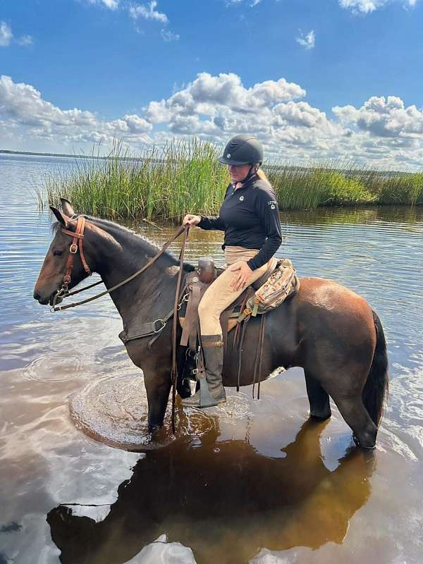 all-around-tennessee-walking-horse