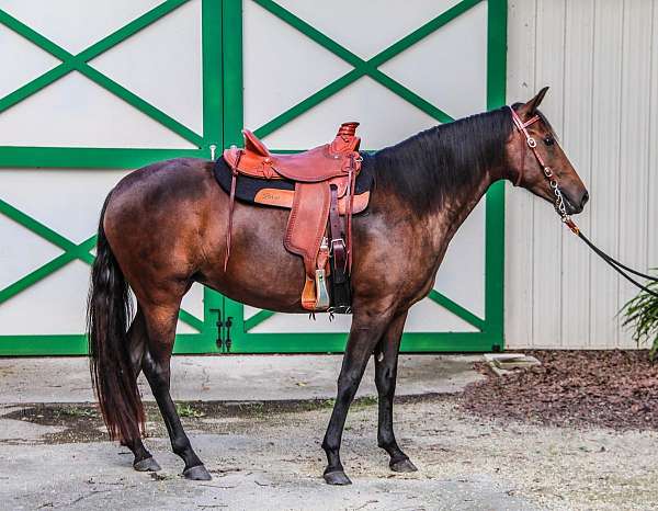 bay-star-horse