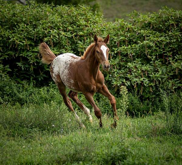 all-around-appaloosa-horse