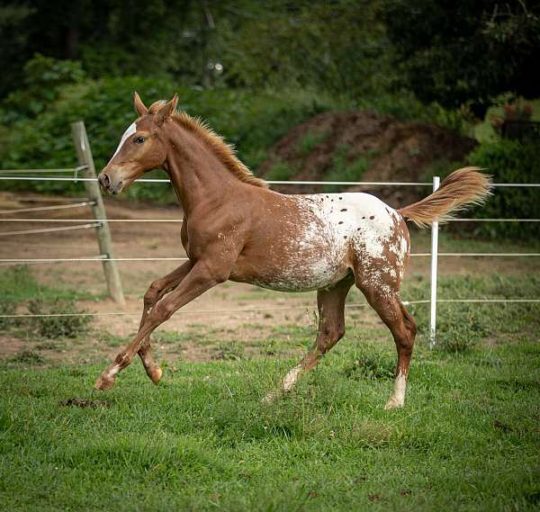 and-temperament-appaloosa-horse