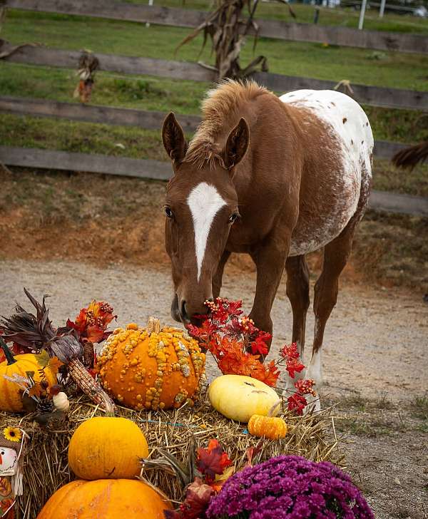 bred-to-appaloosa-horse