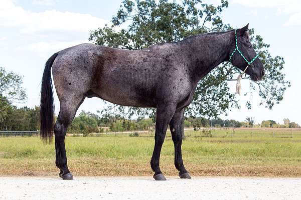 quarter-horse-gelding
