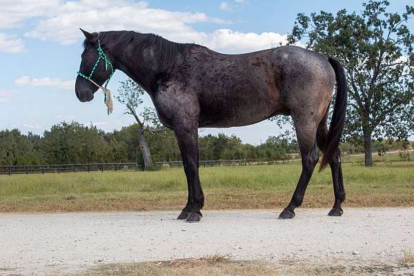quarter-horse-for-sale