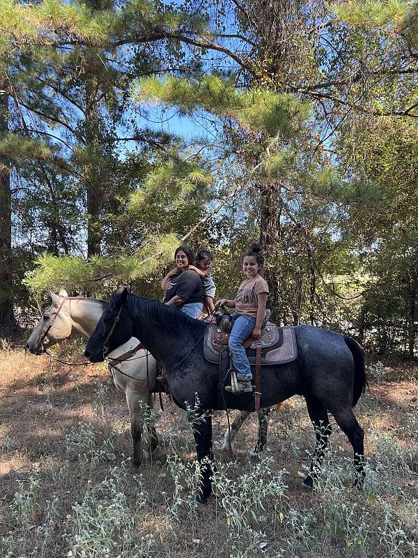 quarter-horse