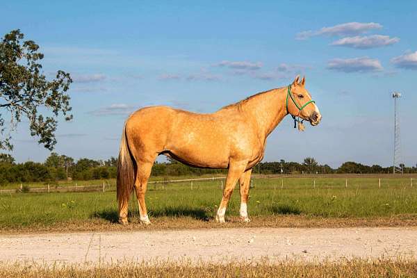 kid-safe-quarter-horse