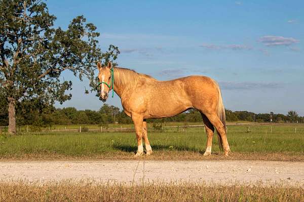 husband-safe-quarter-horse