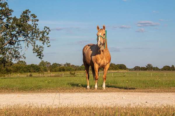 trail-quarter-horse