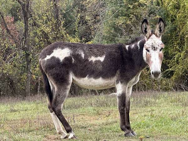 bay-overo-donkey-mare