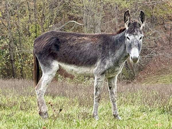 grey-donkey-mare