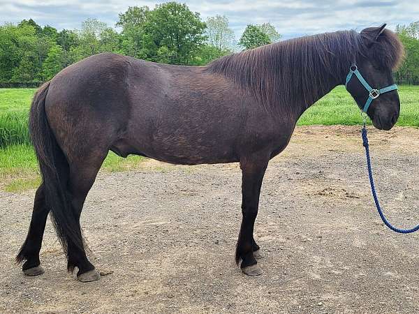broke-trail-icelandic-horse