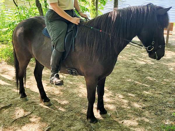 dead-broke-icelandic-horse