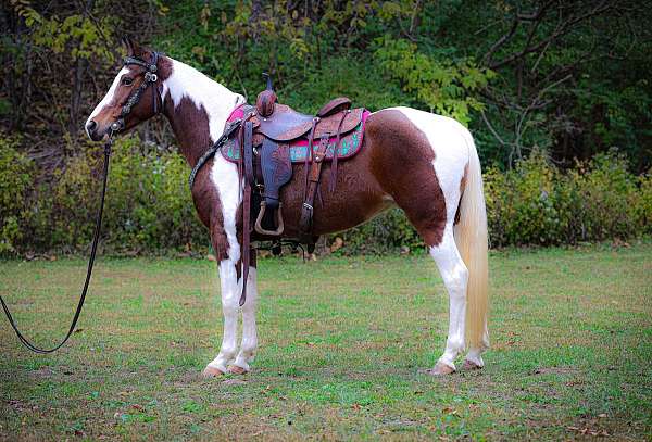 all-around-missouri-fox-trotter-horse