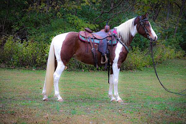 athletic-missouri-fox-trotter-horse