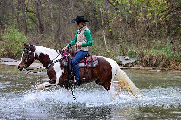 drill-team-missouri-fox-trotter-horse