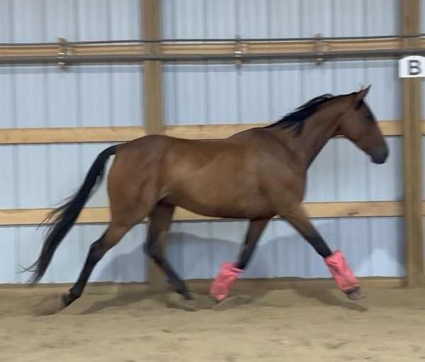 bay-western-dressage-horse