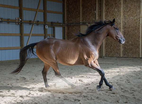 all-around-thoroughbred-horse