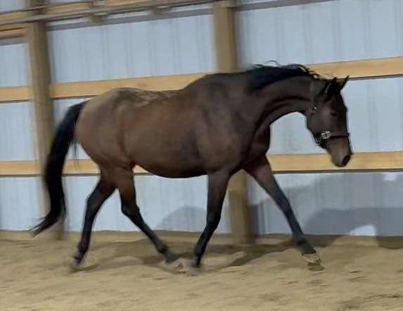 athletic-thoroughbred-horse