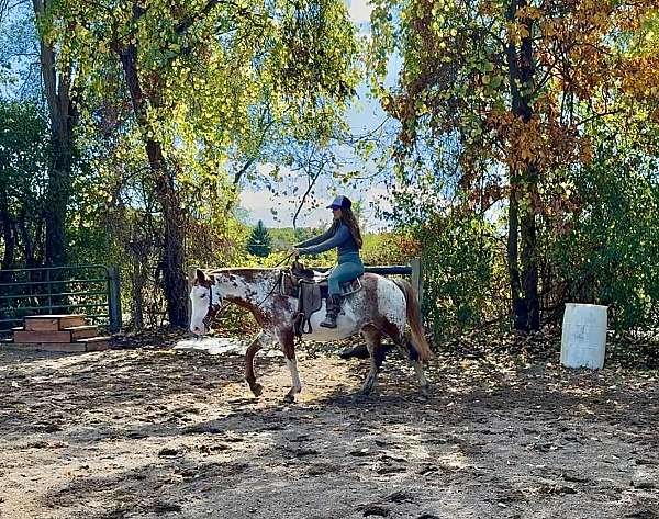 all-around-paint-horse