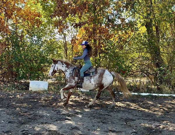 english-pleasure-paint-horse