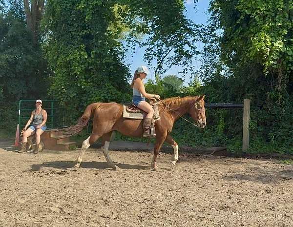 all-around-paint-horse