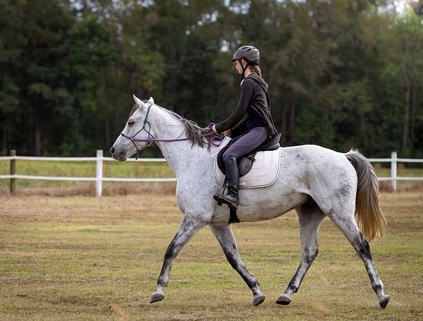 thoroughbred-horse