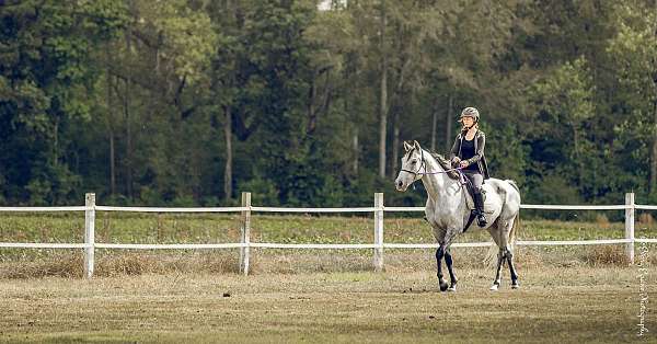 thoroughbred-gelding