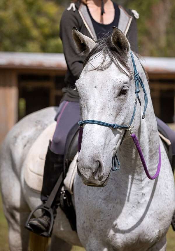 thoroughbred-horse-for-sale