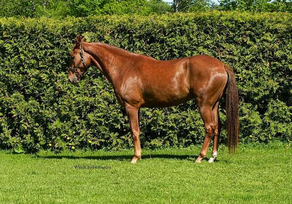 rh-white-to-mid-fetlock-pony