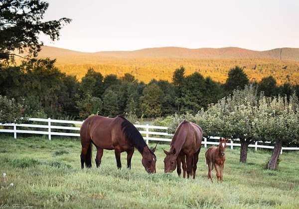 chestnut-rh-white-to-mid-fetlock-pony
