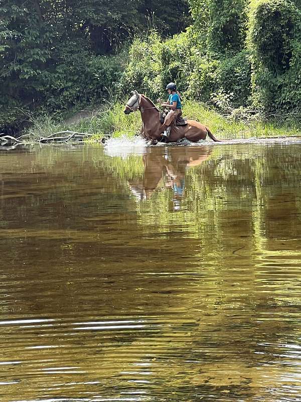all-around-akhal-teke-pony