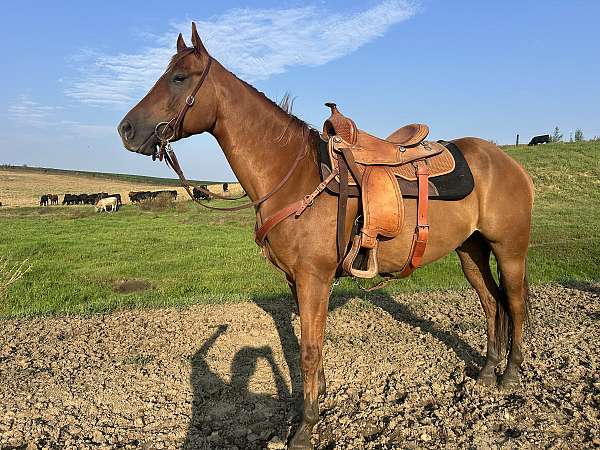 quarter-horse-gelding