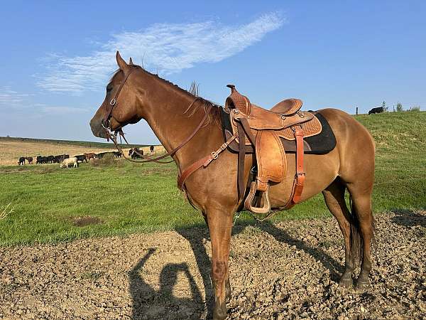 quarter-horse