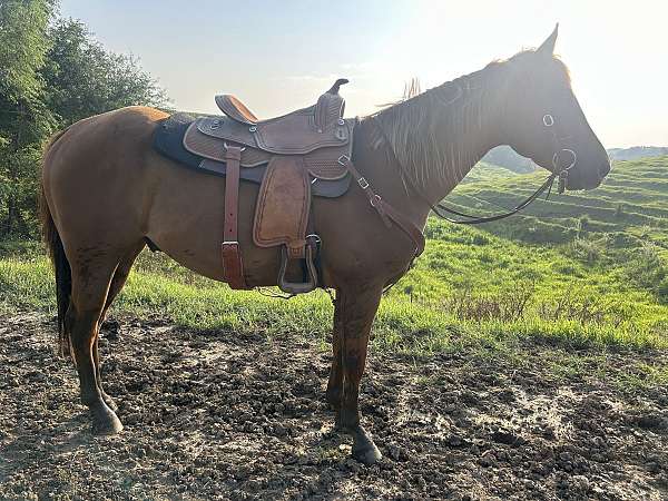 quarter-horse-for-sale