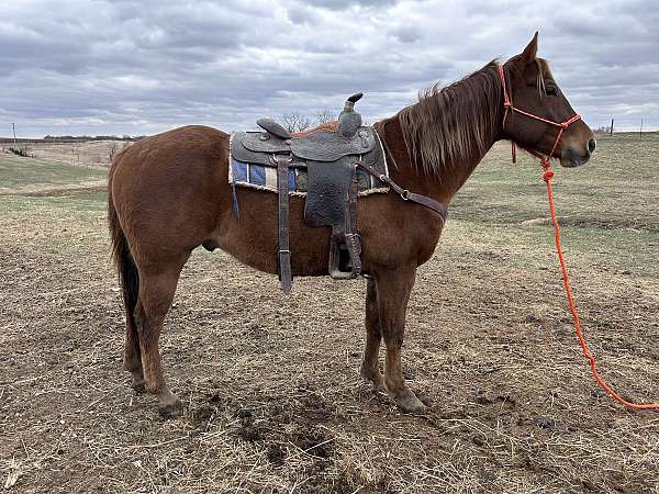 gelding