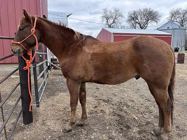 trail-gelding