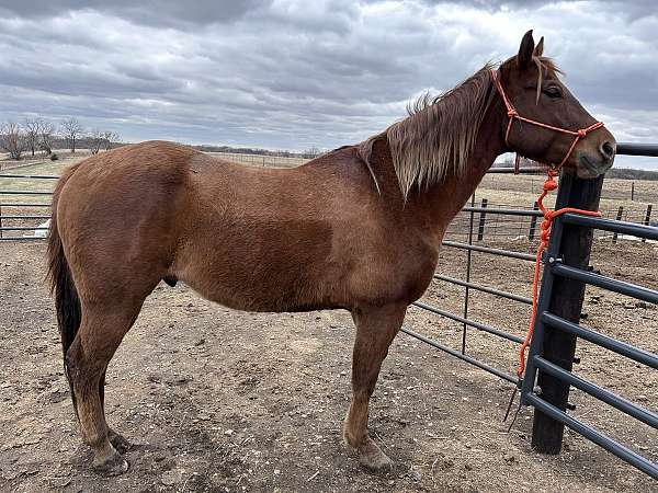 trail-quarter-horse