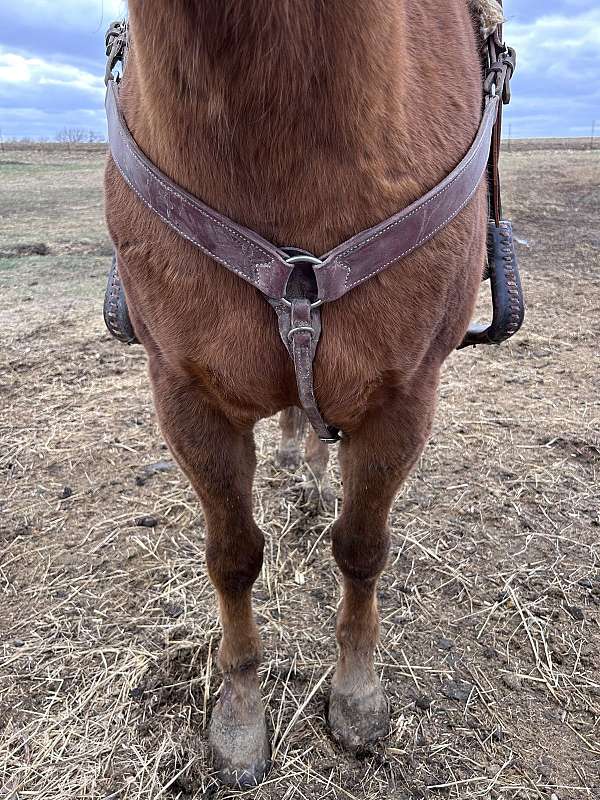 trail-horse