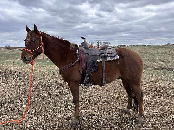 arena-quarter-horse