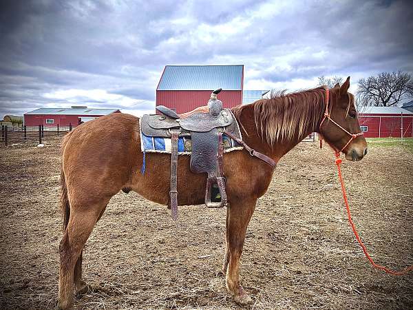arena-work-quarter-horse