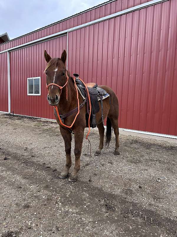 confidence-quarter-horse