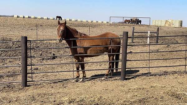 dam-quarter-horse