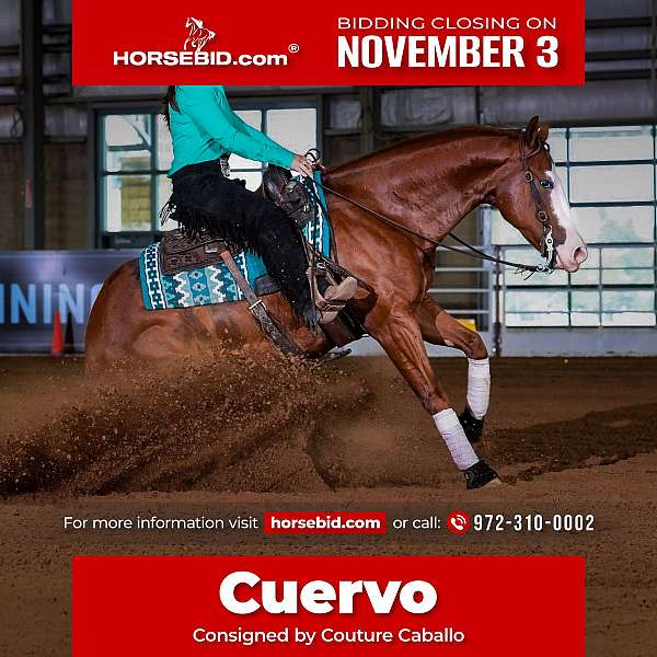 all-around-quarter-horse