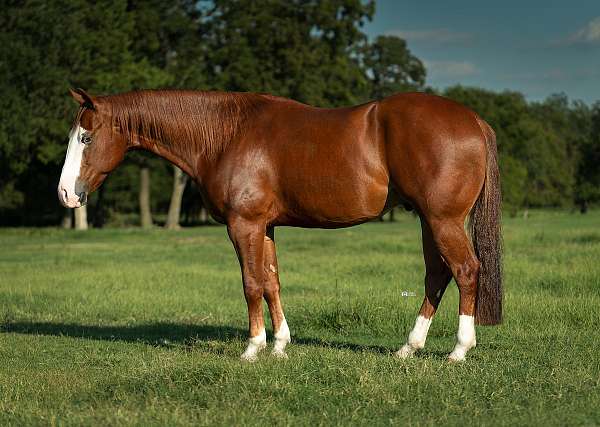 athletic-quarter-horse