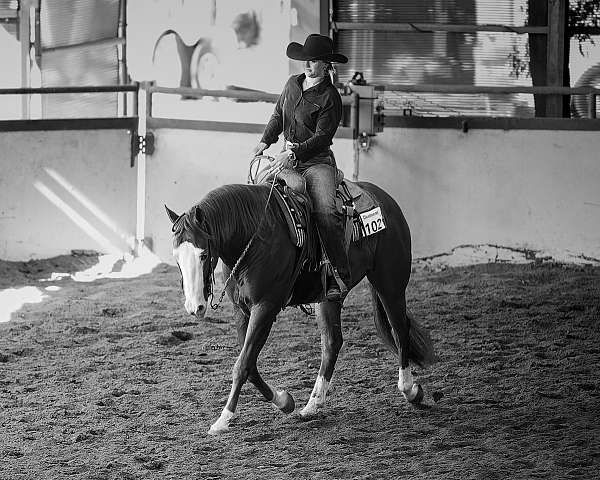 husband-safe-quarter-horse